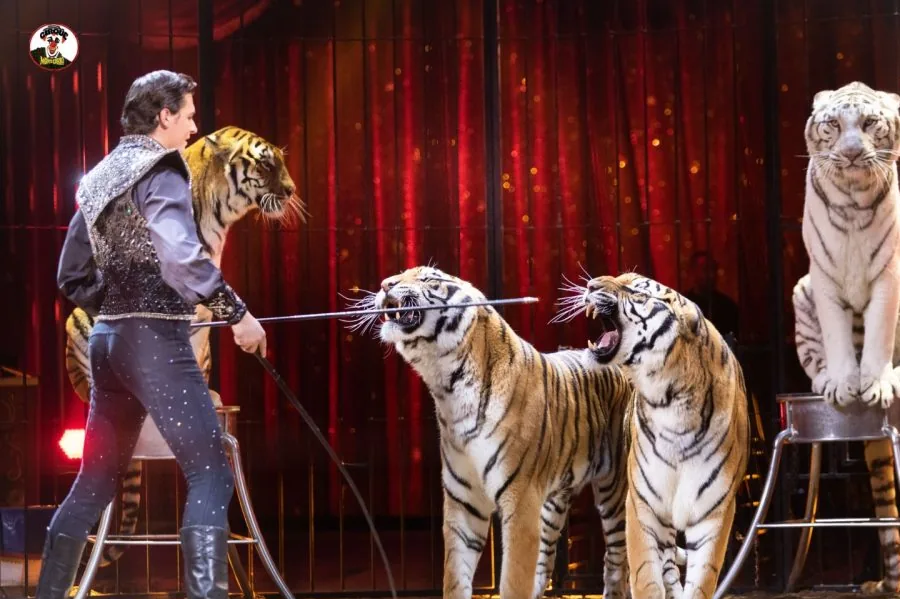 A trainer and tigers